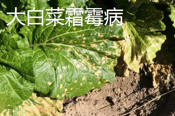大棚大白菜春季栽培要点，播前要施足基肥
