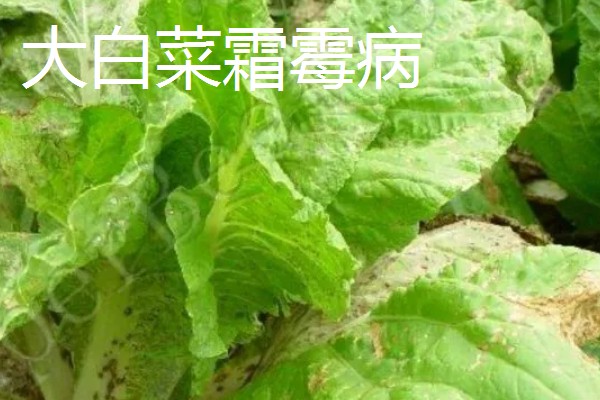 大棚大白菜春季栽培要点，播前要施足基肥