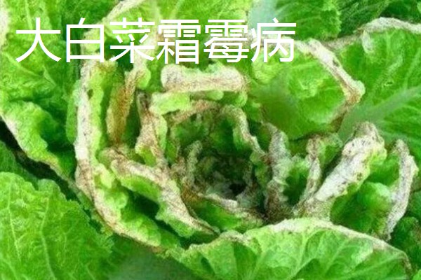 大棚大白菜春季栽培要点，播前要施足基肥
