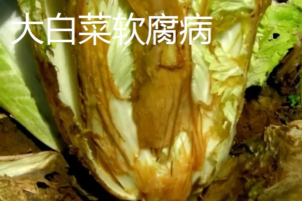 大棚大白菜春季栽培要点，播前要施足基肥