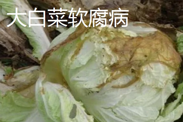 大棚大白菜春季栽培要点，播前要施足基肥