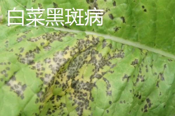 大棚大白菜春季栽培要点，播前要施足基肥