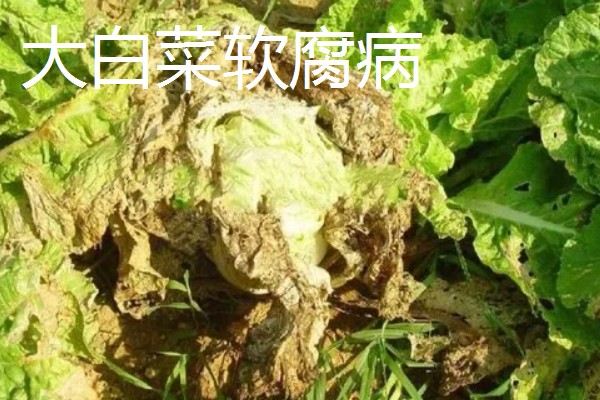 大棚大白菜春季栽培要点，播前要施足基肥