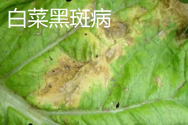 大棚大白菜春季栽培要点，播前要施足基肥