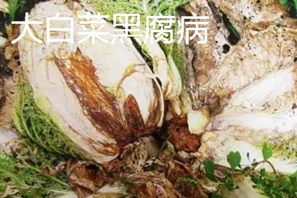 大棚大白菜春季栽培要点，播前要施足基肥