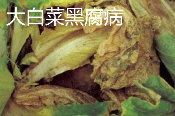 大棚大白菜春季栽培要点，播前要施足基肥