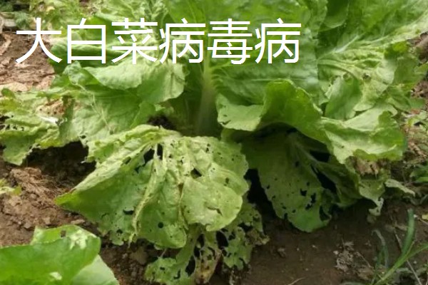 大棚大白菜春季栽培要点，播前要施足基肥