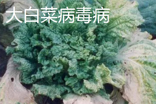 大棚大白菜春季栽培要点，播前要施足基肥