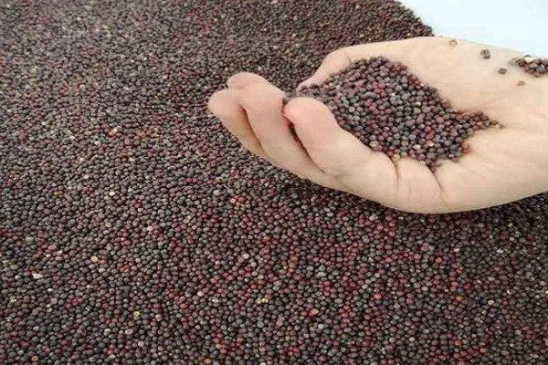 大棚大白菜春季栽培要点，播前要施足基肥
