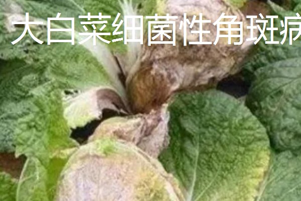 大棚大白菜春季栽培要点，播前要施足基肥