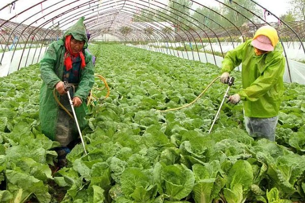 大棚大白菜春季栽培要点，播前要施足基肥
