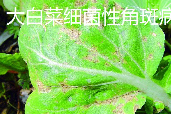 大棚大白菜春季栽培要点，播前要施足基肥