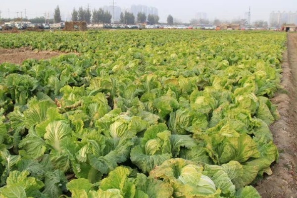 大棚大白菜春季栽培要点，播前要施足基肥