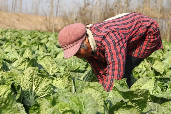 大棚大白菜春季栽培要点，播前要施足基肥