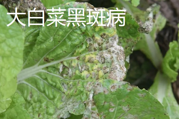 大棚大白菜春季栽培要点，播前要施足基肥