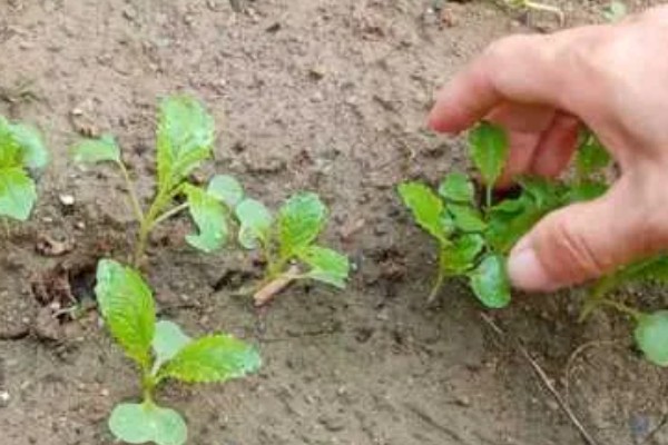大棚大白菜春季栽培要点，播前要施足基肥