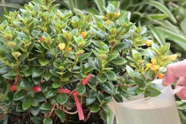 金鱼吊兰能水培吗，金鱼吊兰可以水培