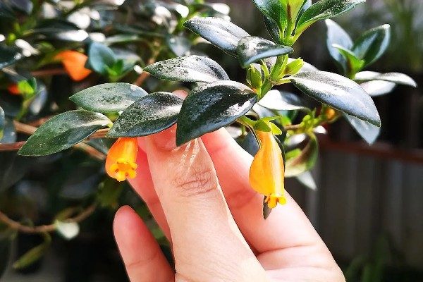 金鱼吊兰能水培吗，金鱼吊兰可以水培