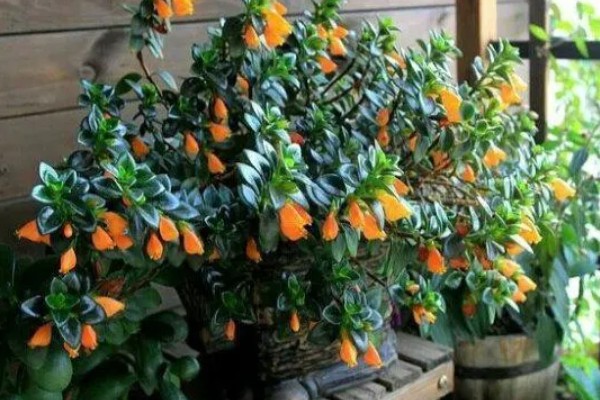 金鱼吊兰能水培吗，金鱼吊兰可以水培