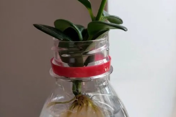 金鱼吊兰能水培吗，金鱼吊兰可以水培