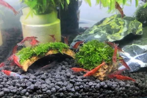 养殖虾之前怎样把水养好，水缸中铺上一层5cm左右厚的泥