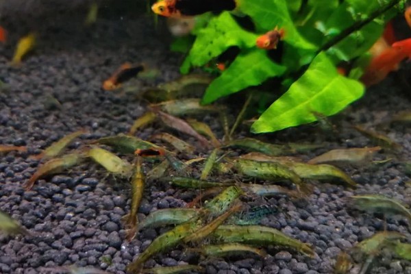 养殖虾之前怎样把水养好，水缸中铺上一层5cm左右厚的泥