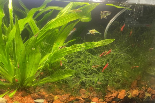 养殖虾之前怎样把水养好，水缸中铺上一层5cm左右厚的泥