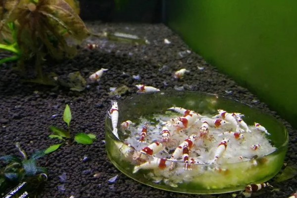 养殖虾之前怎样把水养好，水缸中铺上一层5cm左右厚的泥