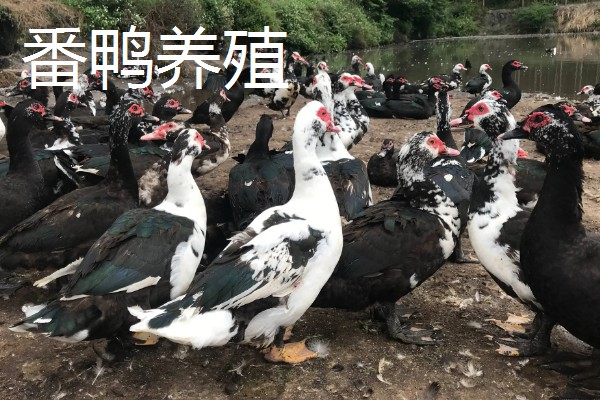 未来有哪些发展不错的养殖业，推荐养殖番鸭、野猪等