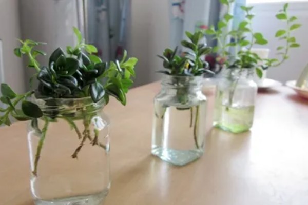 金鱼吊兰能水培吗，金鱼吊兰可以水培