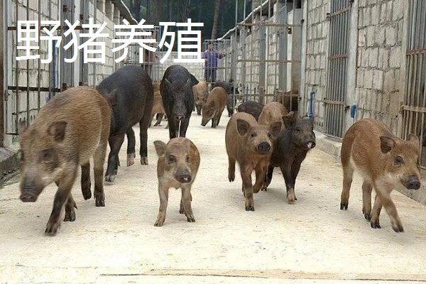 未来有哪些发展不错的养殖业，推荐养殖番鸭、野猪等
