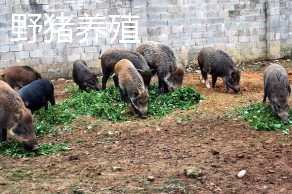 未来有哪些发展不错的养殖业，推荐养殖番鸭、野猪等