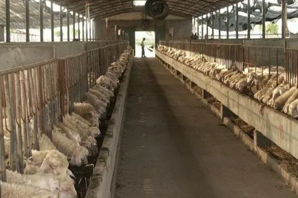 未来有哪些发展不错的养殖业，推荐养殖番鸭、野猪等