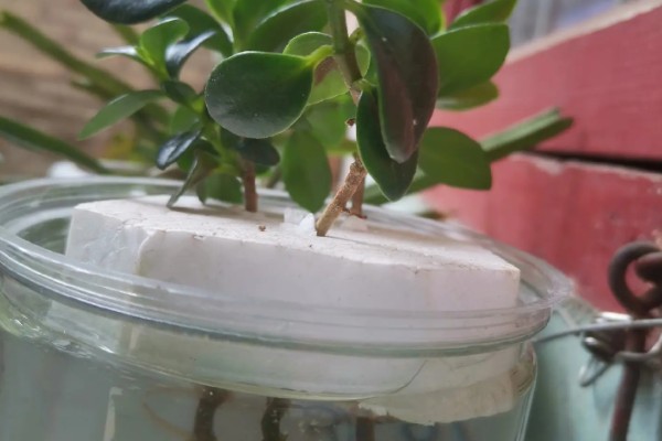 金鱼吊兰能水培吗，金鱼吊兰可以水培