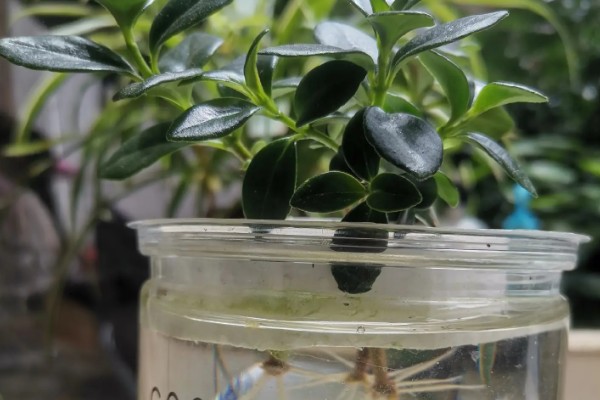 金鱼吊兰能水培吗，金鱼吊兰可以水培