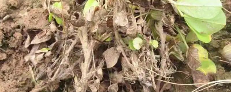 花生茎腐病的症状，叶片发生黑褐色腐烂