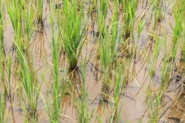 水稻什么时候晒田，建议在分蘖末期、拔节初期进行