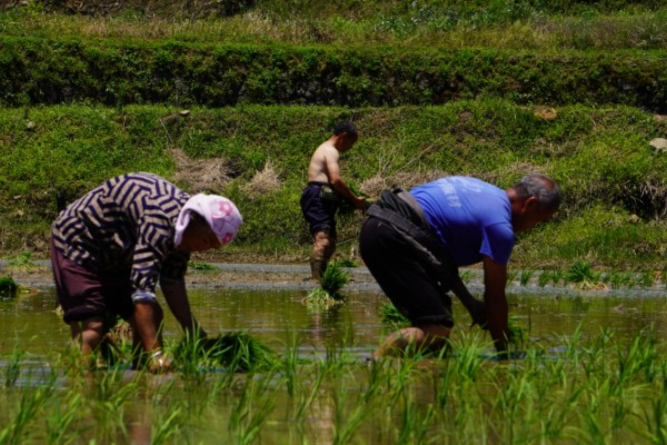 水稻什么时候晒田，建议在分蘖末期、拔节初期进行