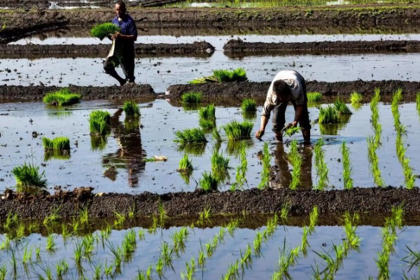 水稻什么时候晒田，建议在分蘖末期、拔节初期进行