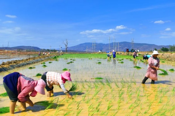 水稻什么时候晒田，建议在分蘖末期、拔节初期进行