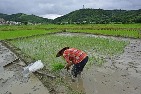 水稻什么时候晒田，建议在分蘖末期、拔节初期进行