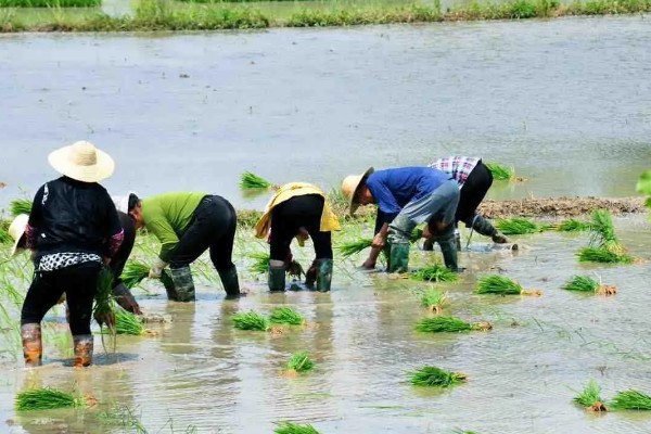水稻什么时候晒田，建议在分蘖末期、拔节初期进行