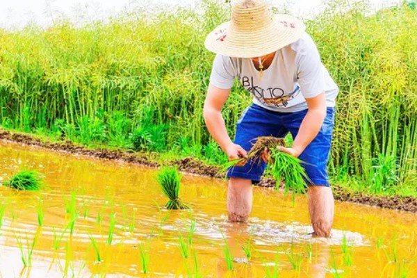 水稻什么时候晒田，建议在分蘖末期、拔节初期进行