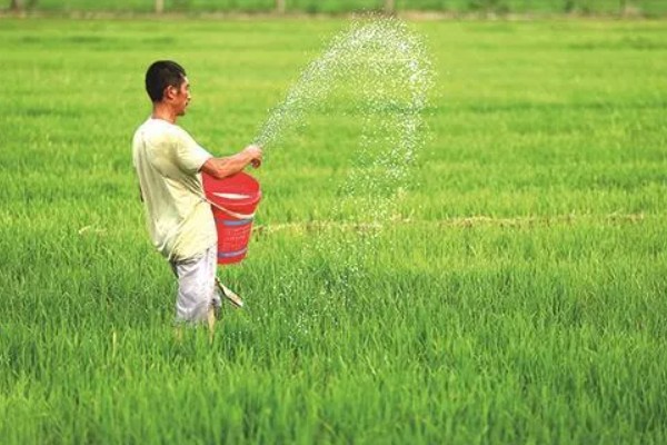 水稻什么时候晒田，建议在分蘖末期、拔节初期进行