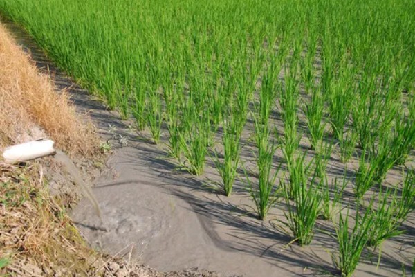 水稻什么时候晒田，建议在分蘖末期、拔节初期进行