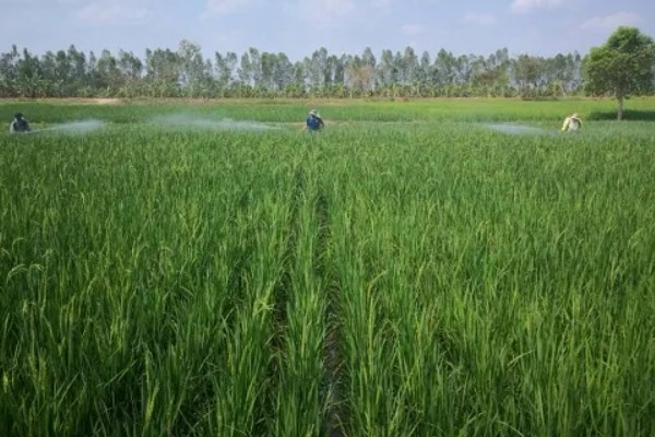 水稻什么时候晒田，建议在分蘖末期、拔节初期进行