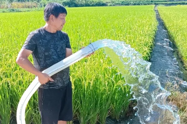 水稻什么时候晒田，建议在分蘖末期、拔节初期进行