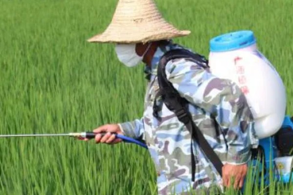 水稻什么时候晒田，建议在分蘖末期、拔节初期进行