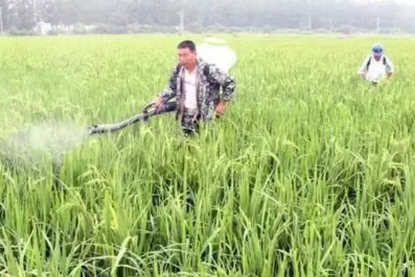 水稻什么时候晒田，建议在分蘖末期、拔节初期进行