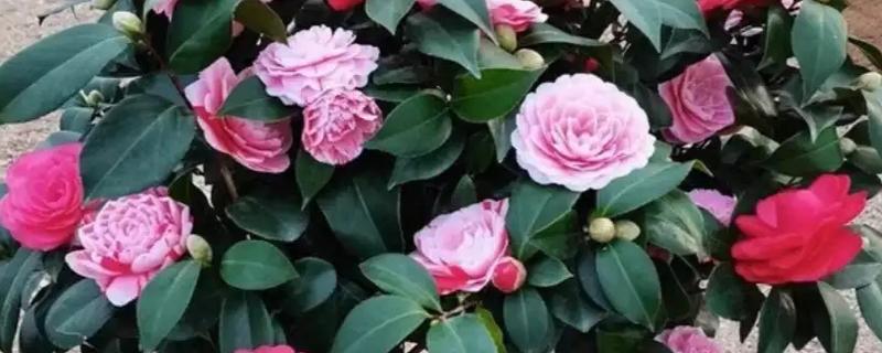茶花掉叶严重如何解决，缺少养分时要施肥或更换肥土